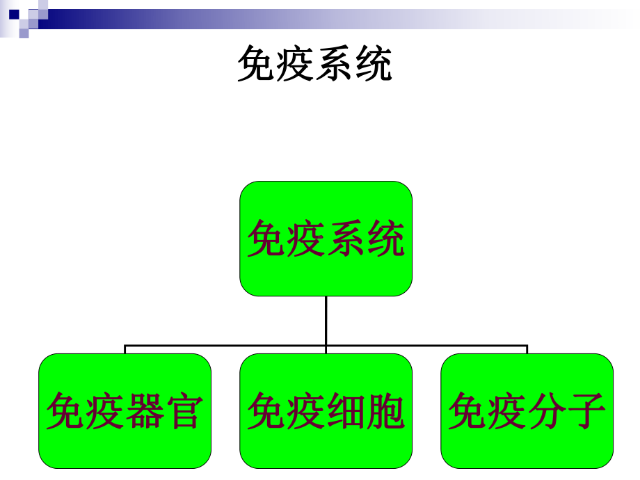 免疫细胞发生课件.ppt_第1页