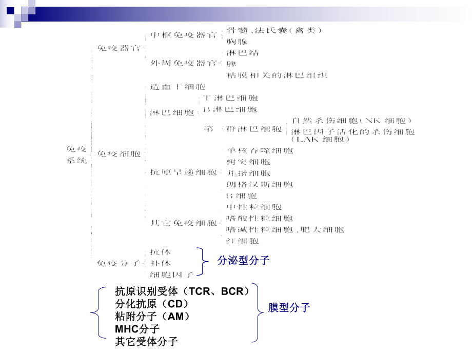 免疫细胞发生课件.ppt_第2页