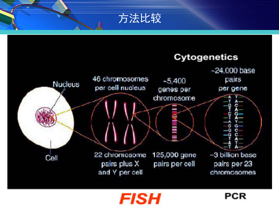 FISH在淋巴瘤诊治中的应用课件.pptx_第2页