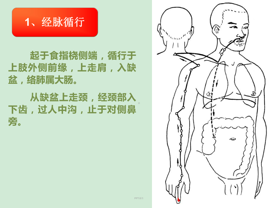 手阳明大肠经--ppt课件.ppt_第2页