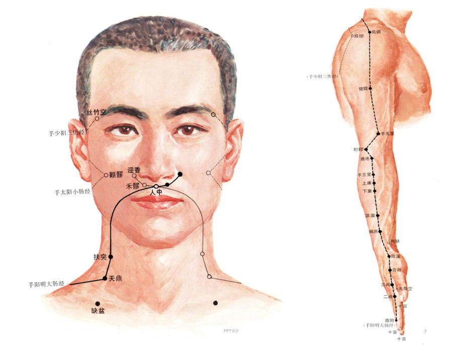 手阳明大肠经--ppt课件.ppt_第3页