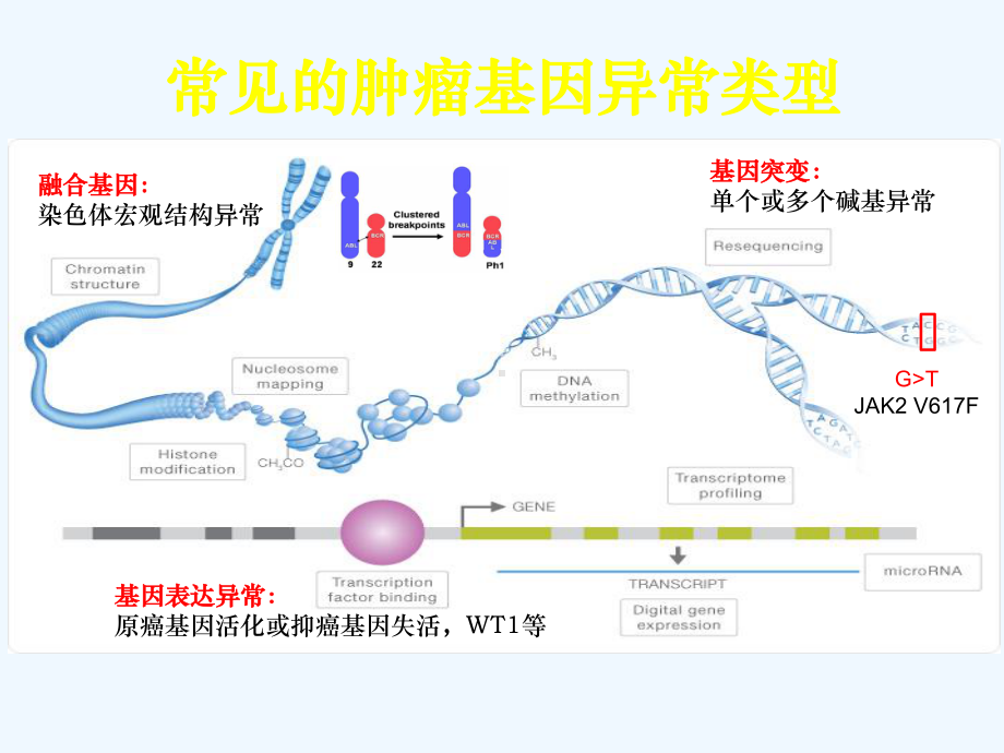 白血病突变组分析(基因突变筛查)-陆道培血液肿瘤课件.ppt_第3页