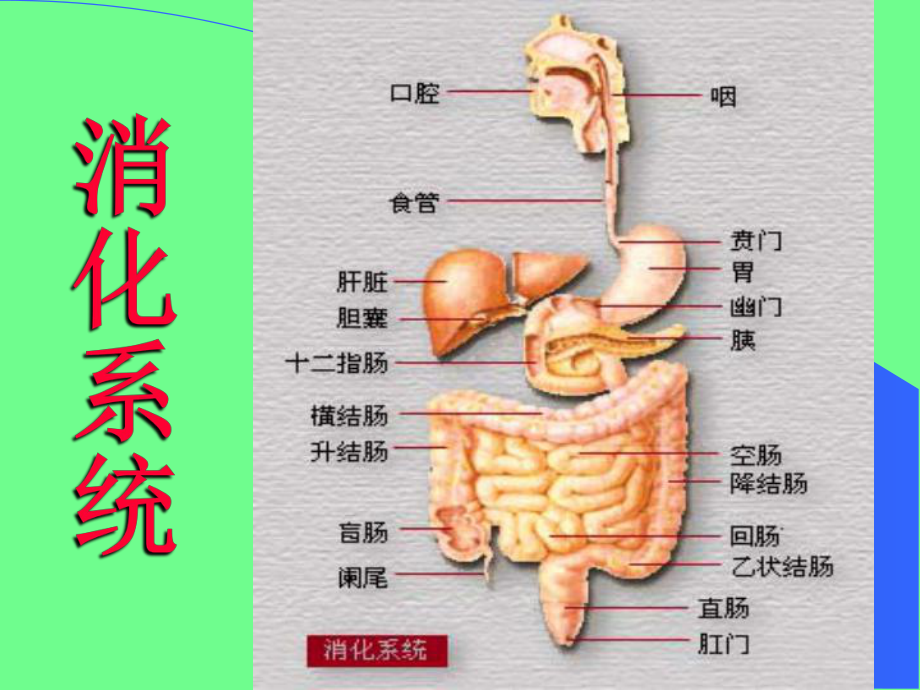 《病理学》实验-消化系统疾病实验-PPT课件.ppt_第3页