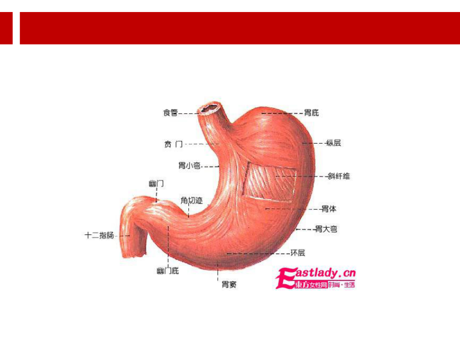 内镜下胃肠息肉切除术的护理.ppt课件.ppt_第3页