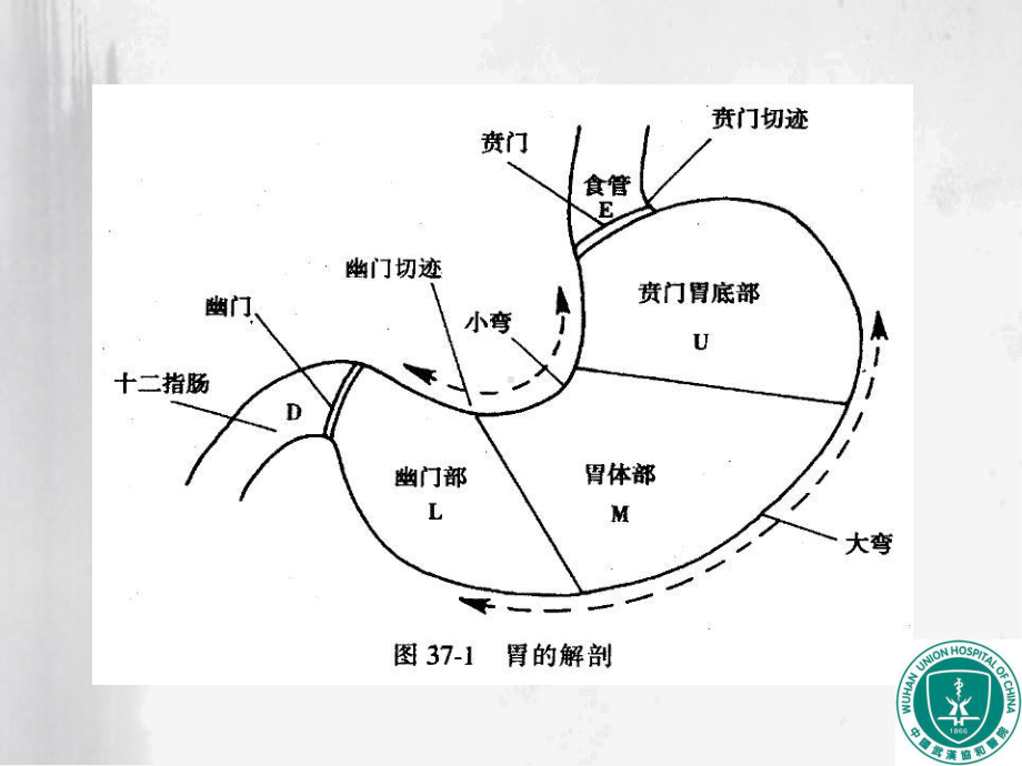 医学胃肿瘤影像诊断PPT培训课件.ppt_第2页