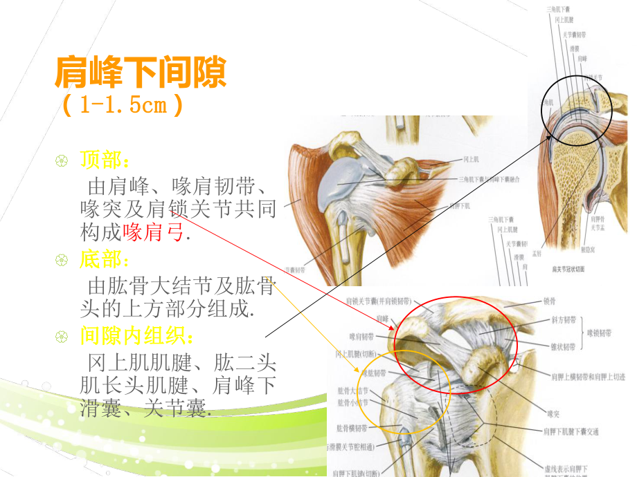 肩峰下撞击综合征-ppt课件.ppt_第2页