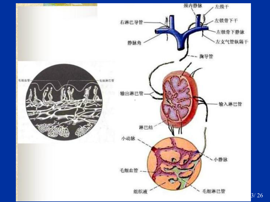 肺癌淋巴结分期与分组-最新版课件.ppt_第3页