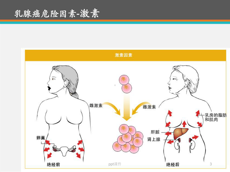 乳腺癌的内分泌治疗-ppt课件.ppt_第3页