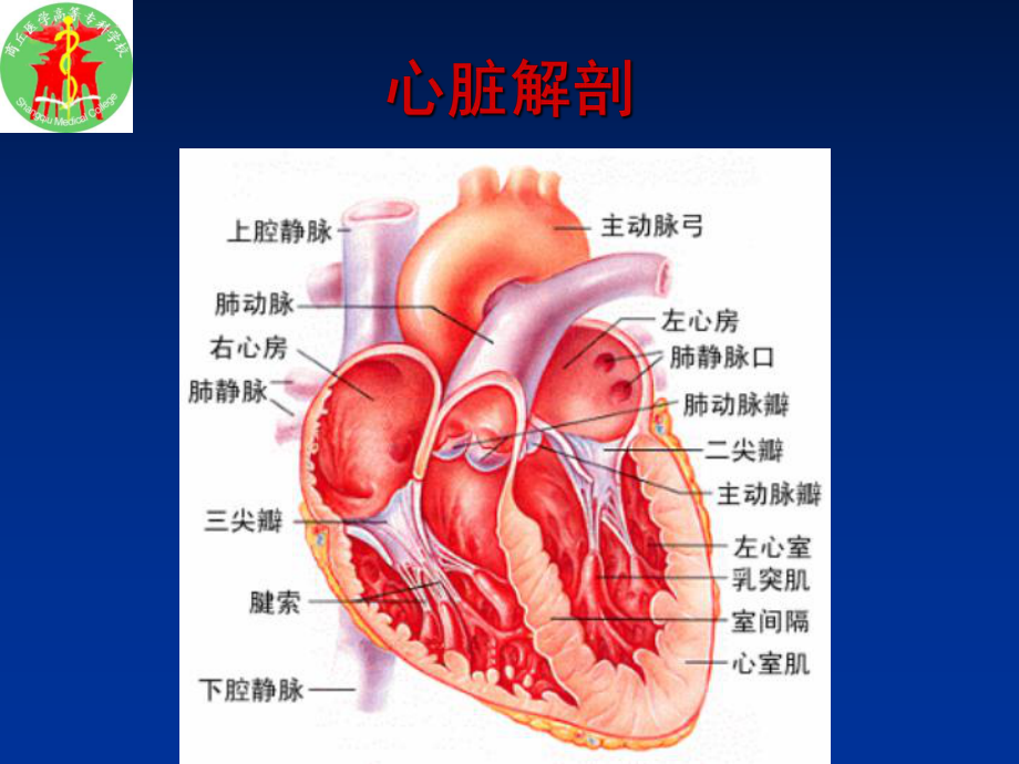 风湿性心瓣膜病课件.ppt_第3页