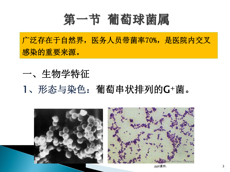 创伤感染细菌ppt课件.pptx_第3页