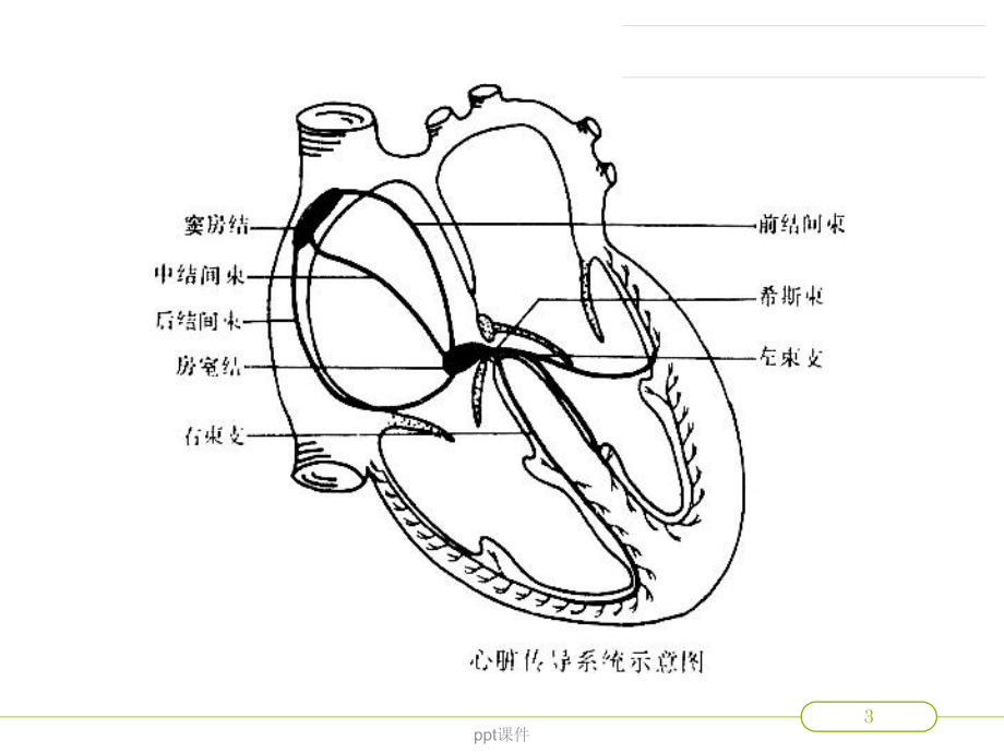 房性心律失常-ppt课件.ppt_第3页