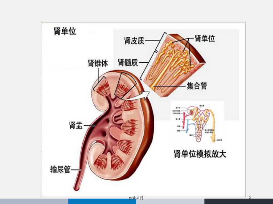 肾挫伤的业务学习-ppt课件.ppt_第3页