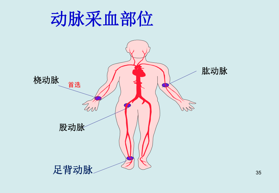 动脉采血部位解剖课件.ppt_第3页