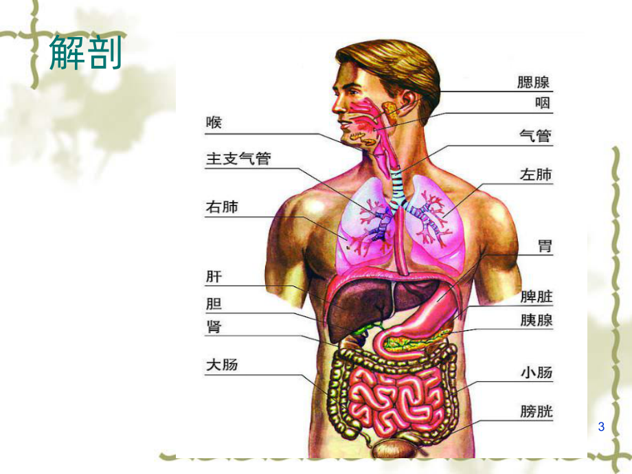 胆管引流术护理查房PPT课件.ppt_第3页