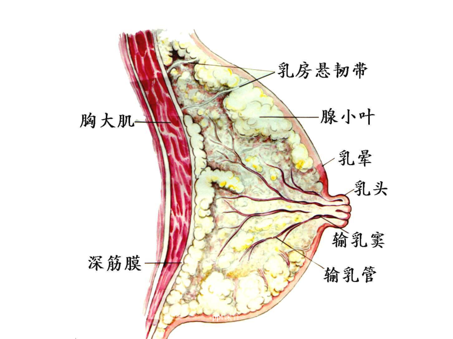 乳腺癌-ppt课件.ppt_第3页