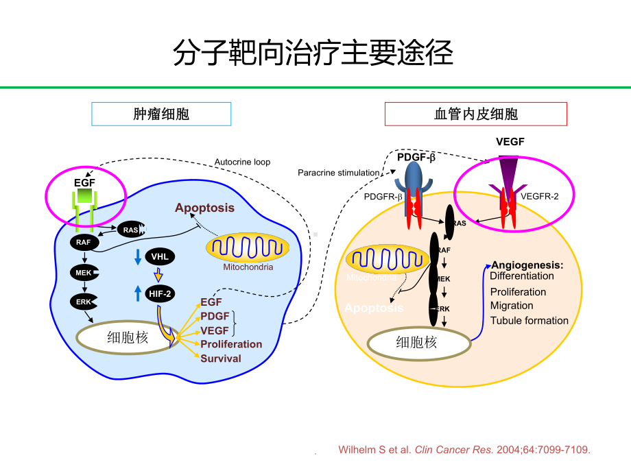 (优质医学)胃癌靶向治疗进展PPT演示课件.pptx_第3页