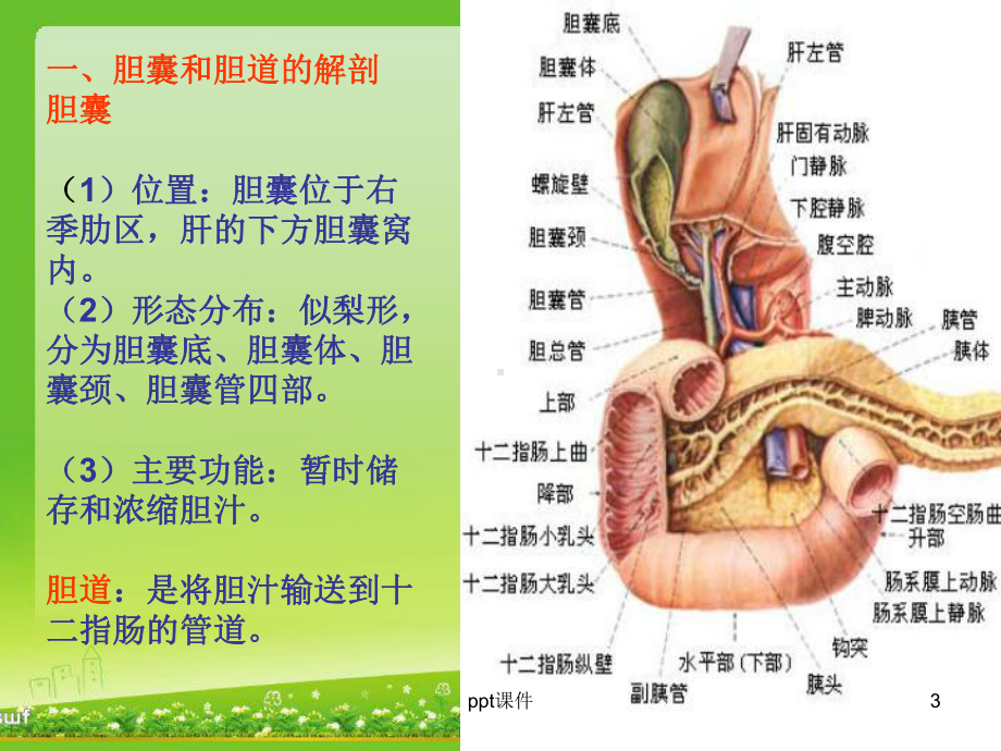 胆囊结石及胆囊炎-ppt课件.ppt_第3页