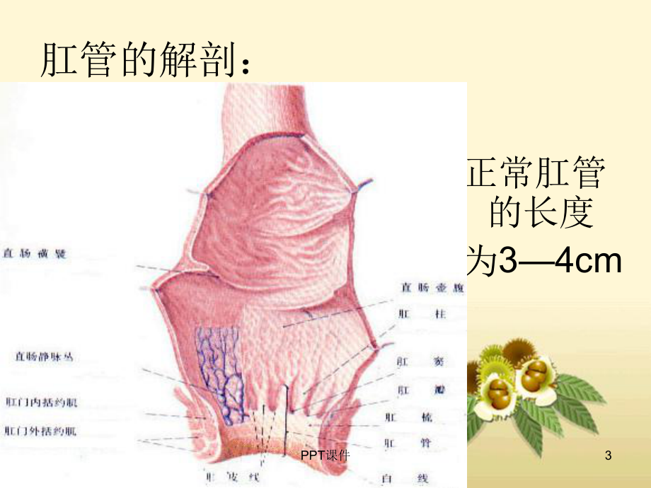 痔疮-ppt课件.ppt_第3页