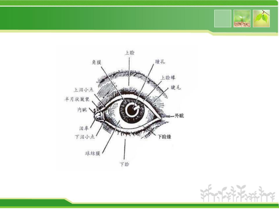 睑内翻矫正术(行业精制)课件.ppt_第3页