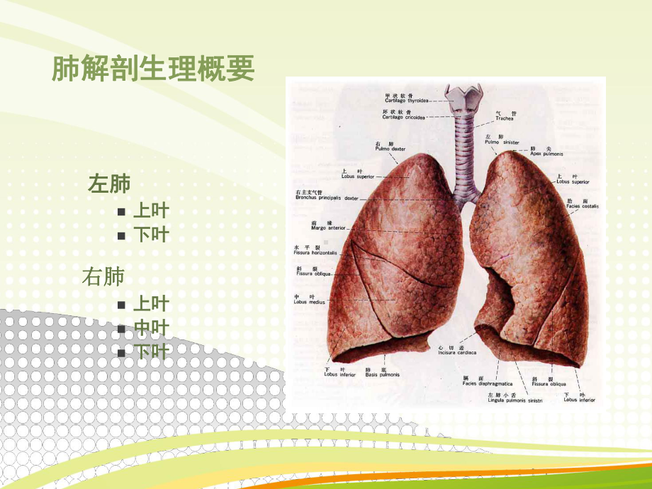 肺癌病人的护理PPT课件1.ppt_第3页