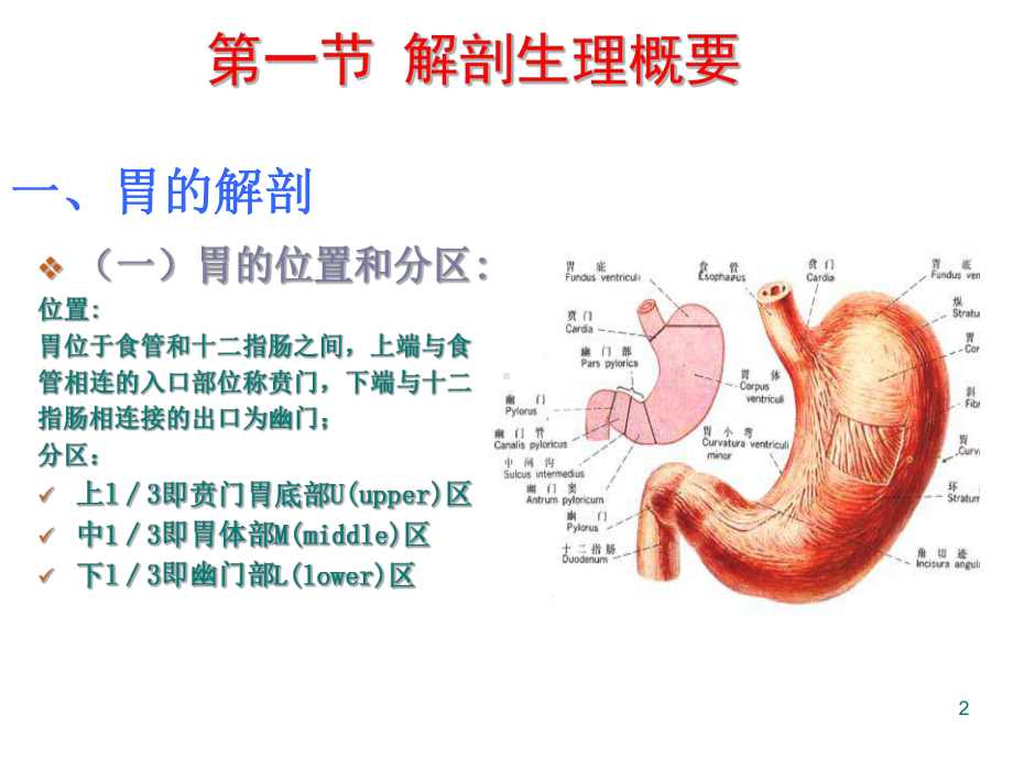 胃和十二指肠疾病PPT课件.ppt_第2页