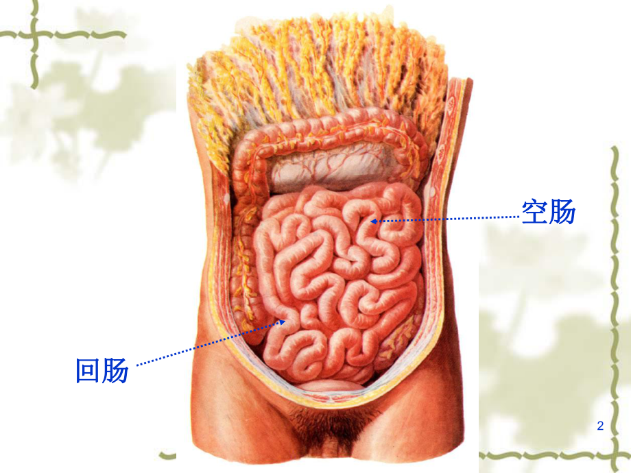 结肠下区解剖课件.ppt_第2页