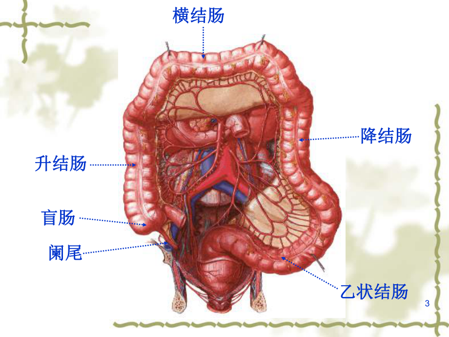 结肠下区解剖课件.ppt_第3页