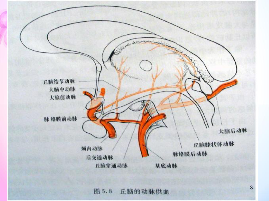 丘脑供血动脉及丘脑梗死PPT演示课件.ppt_第3页