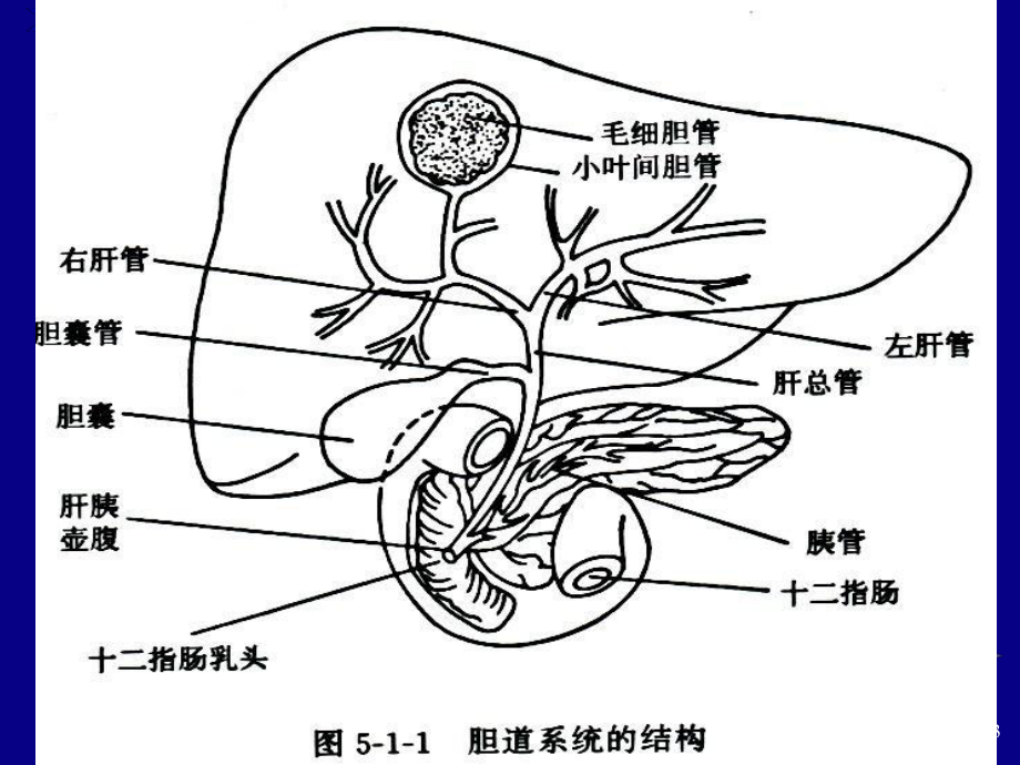 胆囊超声ppt课件.ppt_第3页