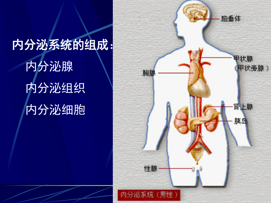 甲状腺滤泡上皮增生滤泡内胶质堆积而引起的甲状腺肿课件.ppt_第2页