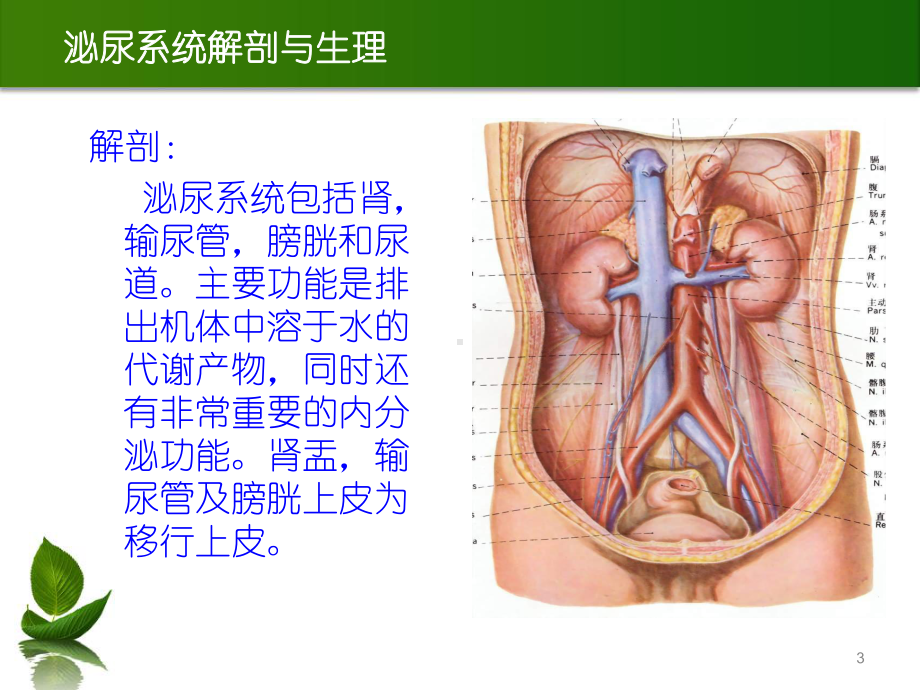 泌尿系结石的诊断及治疗PPT课件.ppt_第3页