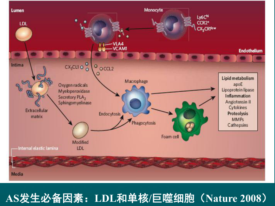 他汀-抗动脉粥样硬化的基石课件.ppt_第3页