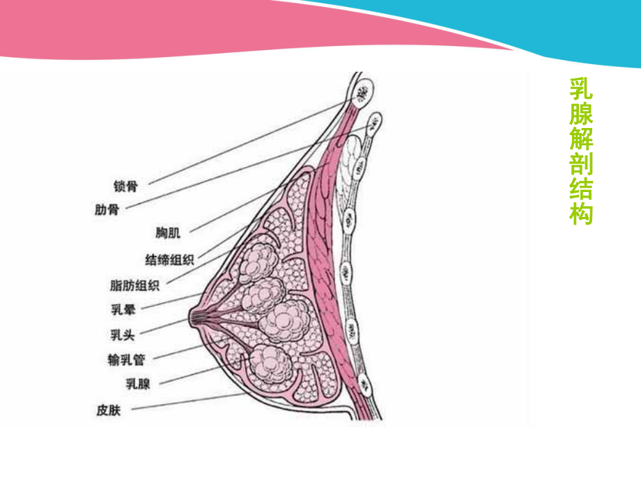 急性乳腺炎PPT课件1.pptx_第3页