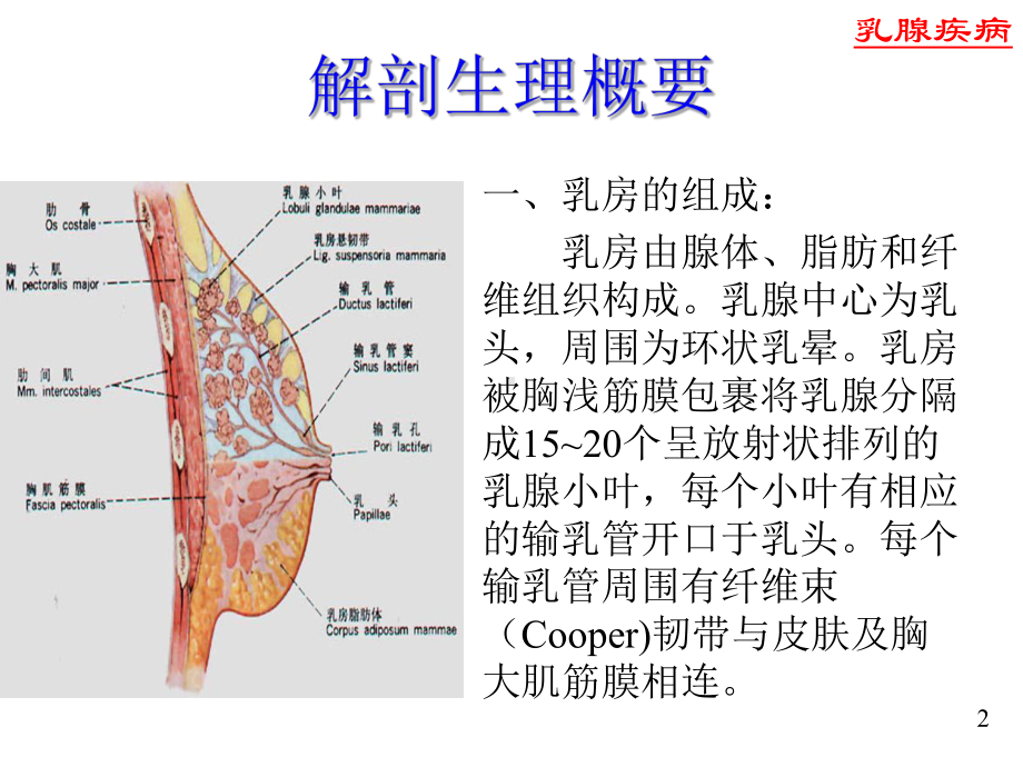 乳腺疾病-ppt课件1.ppt_第2页