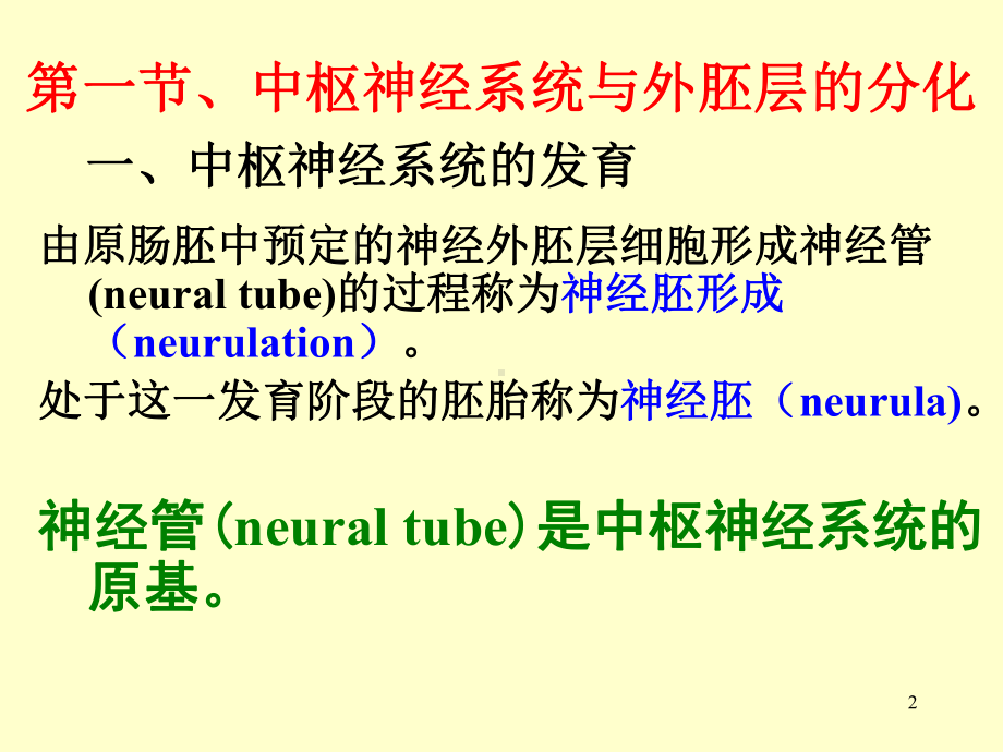 (发育生物学)第4章1外胚层分化课件.ppt_第2页