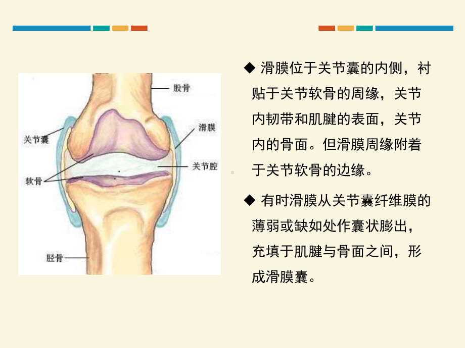 T2WI低信号的滑膜病变课件.pptx_第3页