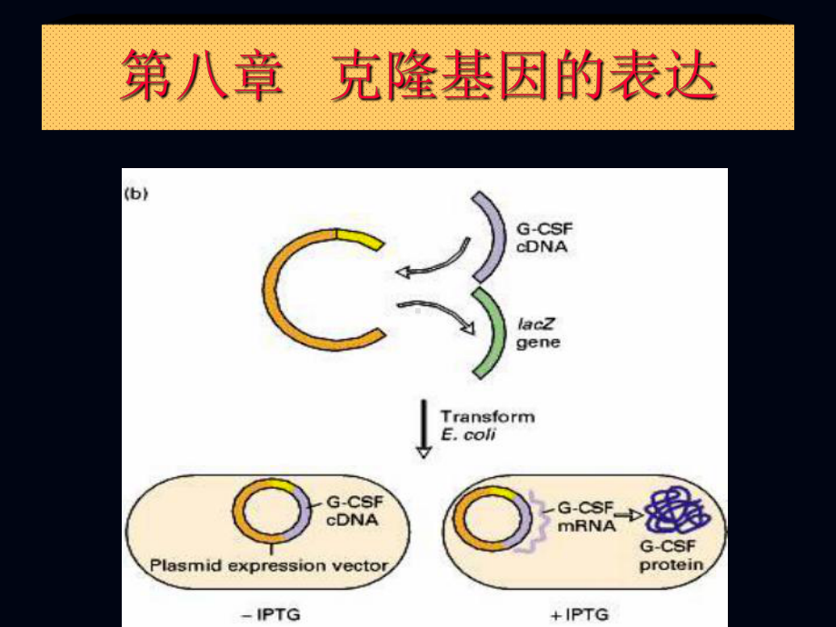 j第八章目的基因的表达课件.ppt_第2页