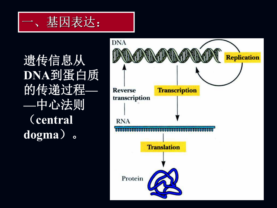 j第八章目的基因的表达课件.ppt_第3页