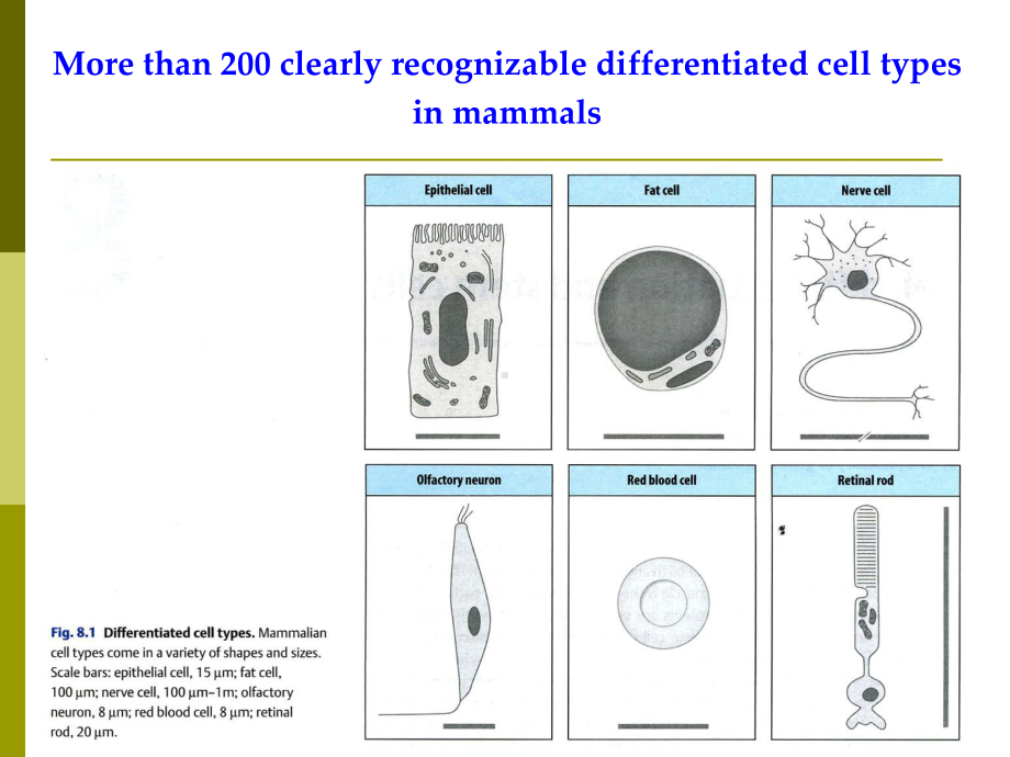 (发育生物学)VIII-干细胞生物学课件.ppt_第2页