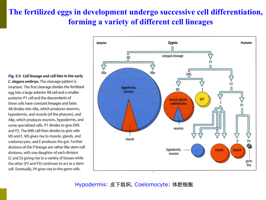 (发育生物学)VIII-干细胞生物学课件.ppt_第3页