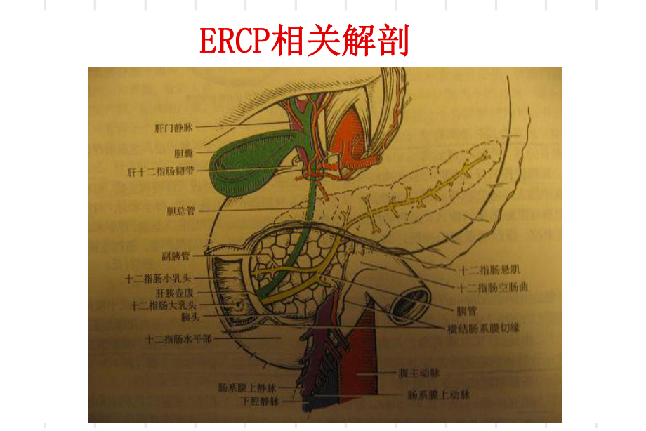 ERCP业务学习详解-共46页课件.ppt_第3页