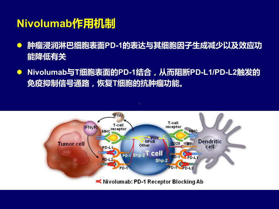 Nivolumab对比多西他赛治疗晚期非鳞非小细胞肺癌的随机III期临床研究课件.pptx_第3页