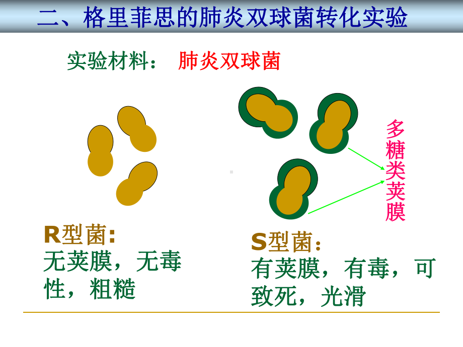 DNA是主要的遗传物质复习课-共64页PPT课件.ppt_第3页