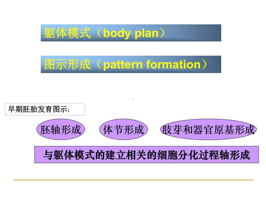 (发育生物学)10第十章果蝇胚轴形成课件.ppt_第3页