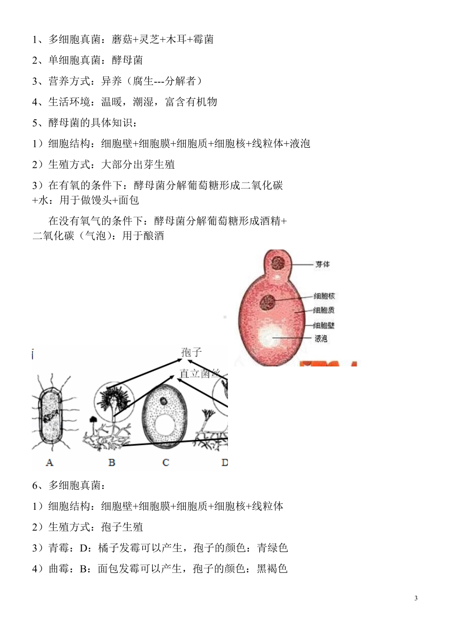 备战中考知识大扫盲-知识点6 微生物和生物分类.docx_第3页