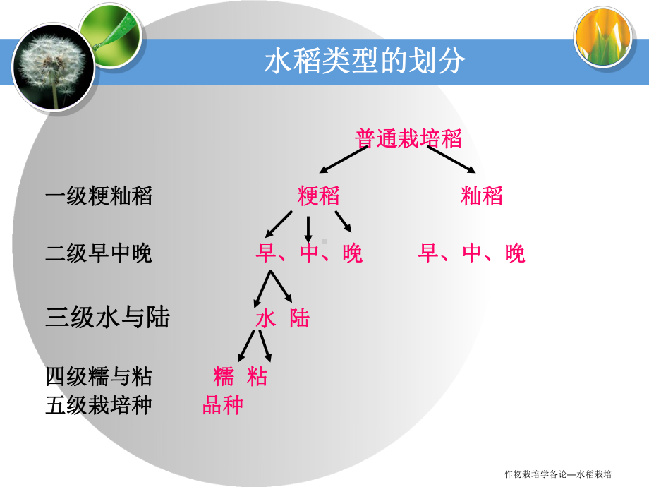 (完整版)水稻ppt模板.ppt_第3页