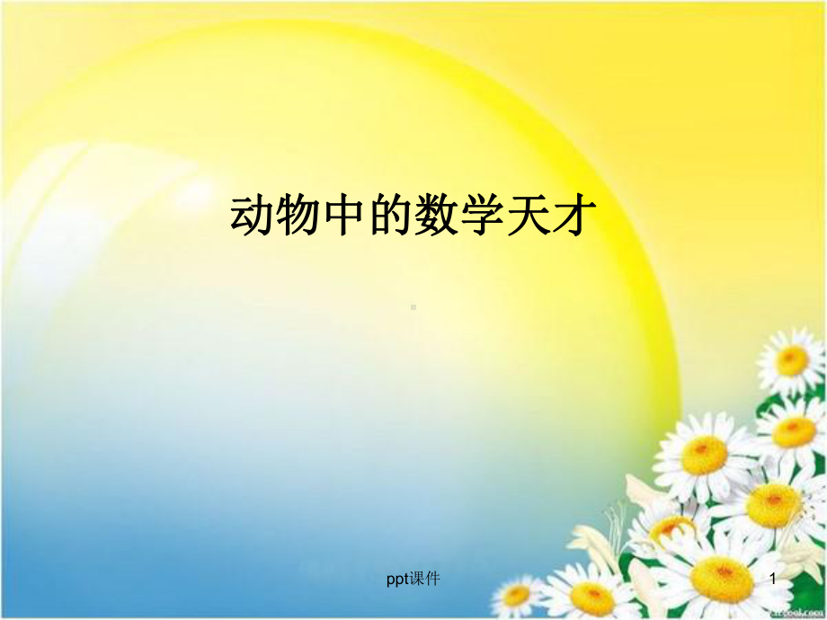 动物中的数学天才-ppt课件.ppt_第1页