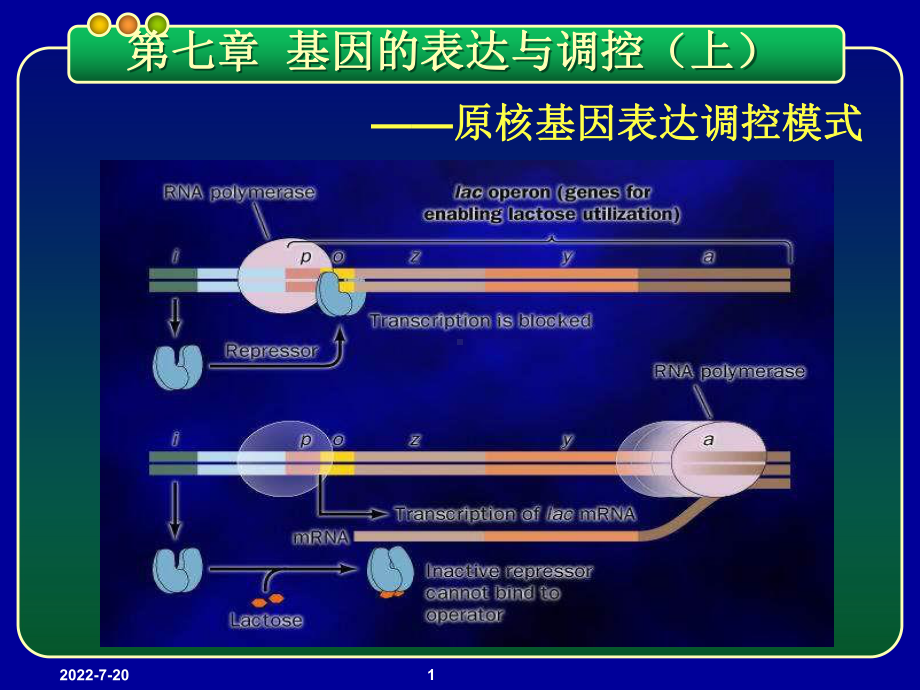 基因工程PPTppt课件-第七章-基因的表达与调控(上)-原核基因表达调控模式.ppt_第1页