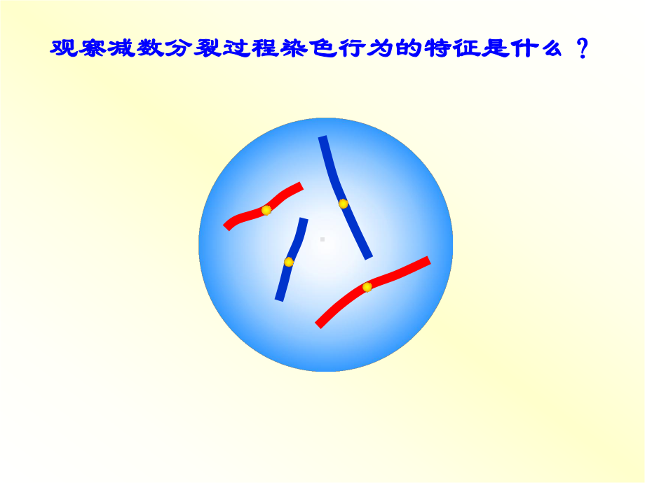 减数分裂简洁版课件.ppt_第2页