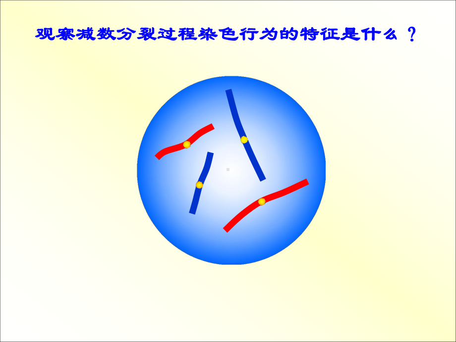 减数分裂简洁版课件.ppt_第3页